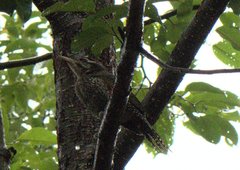 Picus squamatus