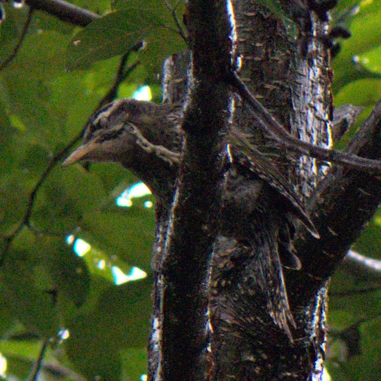 Scaly-bellied Woodpecker