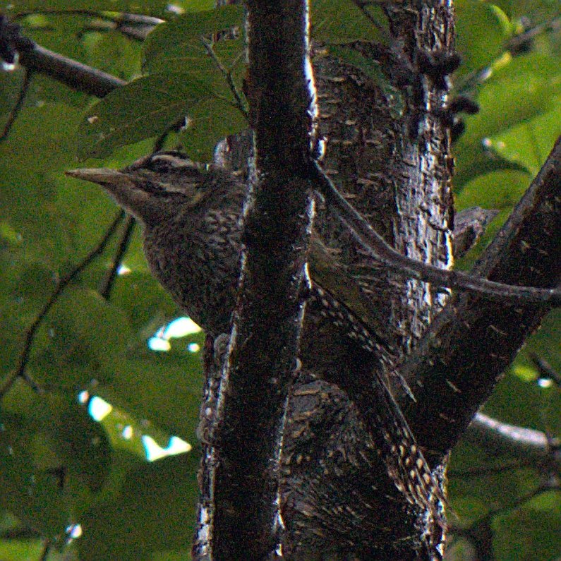 Scaly-bellied Woodpecker