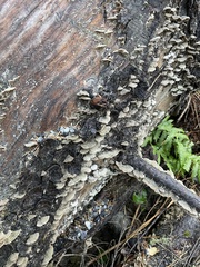 Trichaptum abietinum