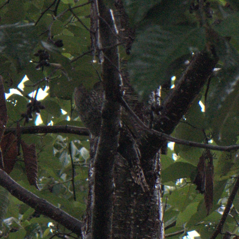 Scaly-bellied Woodpecker
