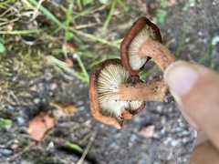 Lactarius rufus