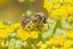 Halictus concinnus