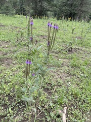 Verbena macdougalii