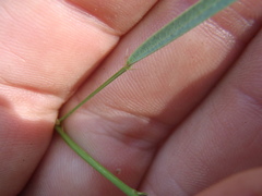 Desmodium angustifolium