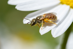 Halictus concinnus