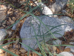 Desmodium angustifolium