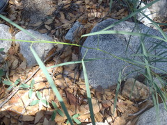 Desmodium angustifolium