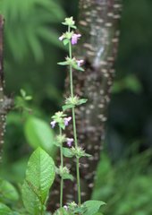 Stachys melissifolia