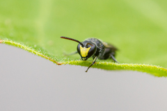 Hylaeus ater