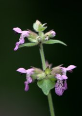 Stachys melissifolia