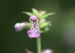 Stachys melissifolia