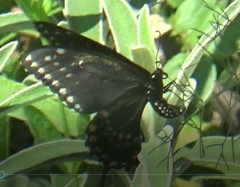 Papilio polyxenes asterius