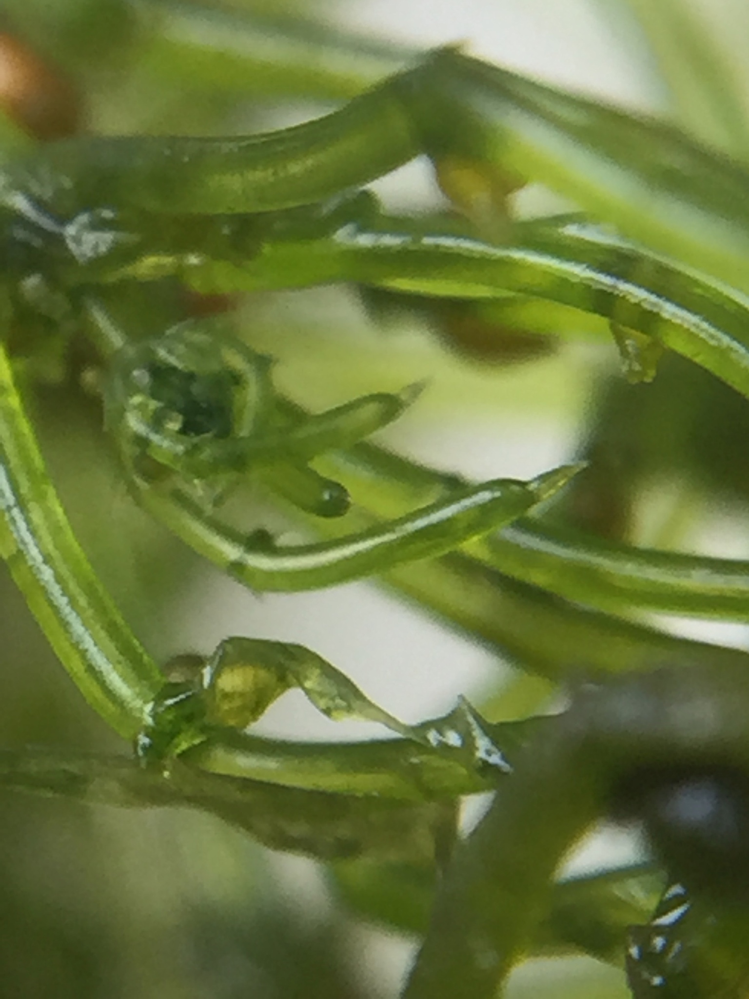 Chara corallina