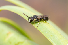 Hylaeus pictipes