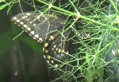 Papilio polyxenes asterius
