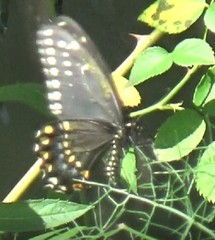 Papilio polyxenes asterius