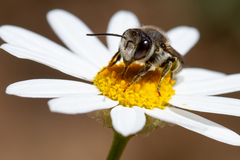 Megachile canariensis