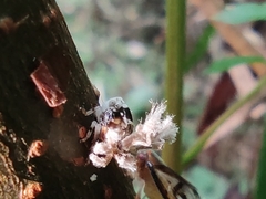 Ricania speculum