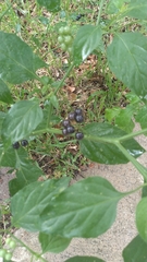 Solanum americanum