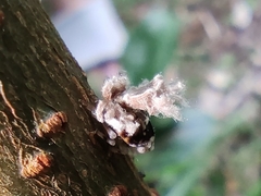 Ricania speculum
