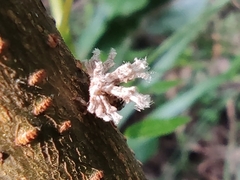 Ricania speculum