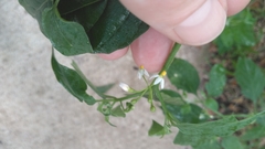 Solanum americanum