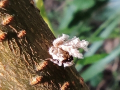 Ricania speculum