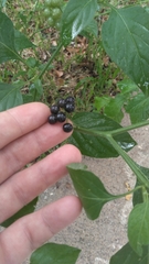 Solanum americanum
