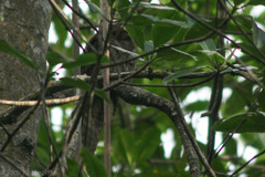 Nyctibius griseus