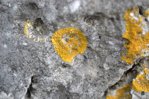 Caloplaca saxicola image
