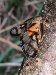 Euricania ocellus
