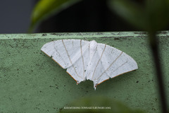 Ourapteryx podaliriata