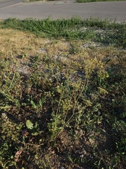 Pimpinella saxifraga
