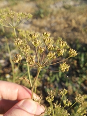 Pimpinella saxifraga