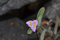Tradescantia brevifolia