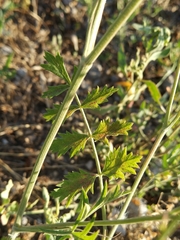 Pimpinella saxifraga