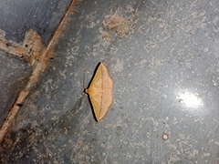 Striglina