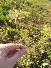 Pimpinella saxifraga