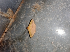 Striglina