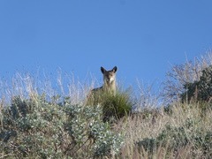 Canis latrans