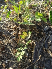 Pimpinella saxifraga
