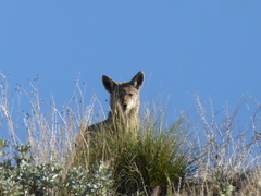 Canis latrans