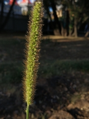 Setaria pumila