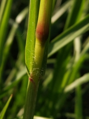 Setaria pumila