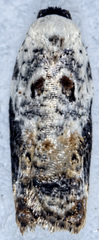 Acleris nivisellana