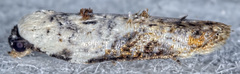 Acleris nivisellana