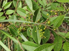 Vaccinium mandarinorum