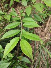 Vaccinium mandarinorum