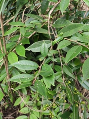 Vaccinium mandarinorum